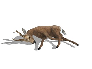 精品动物模型鹿(3)